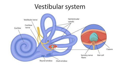 sistema vestibular  ouvido interno  sua relacao   equilibrio
