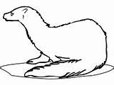 Arctic Ermine Animals Coloring Antarctica Pages sketch template
