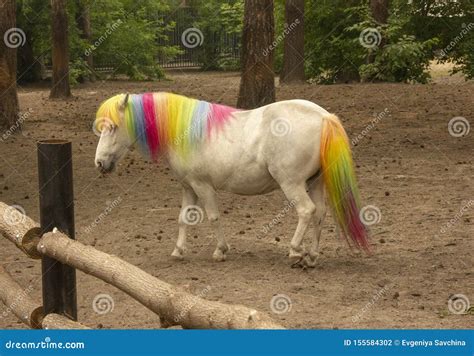horse mane  tail painted  rainbow colors hypotherapy pony