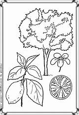 Photosynthesis Coloring Getcolorings Pages Getdrawings sketch template