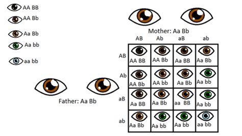 Sex Linked And Polygenic Genes