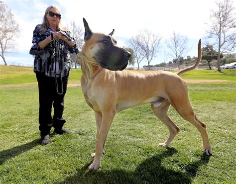 great dane  murrieta won   breed   westminster dog show orange county