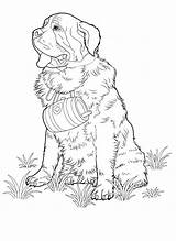 Australian Pages Coloring Cattle Dog Getcolorings Shepherd sketch template