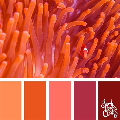 color palettes inspired  ocean life  pantone living coral coral colour palette ocean