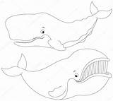 Balene Bowhead Whales Balena Groenlandia Vettoriali Alexbannykh sketch template