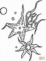 Colorare Estrela Kolorowanki Starfish Disegni Seastar Estrelas Stelle Animalstown Kolorowanka Druku Immagini sketch template