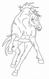 Paarden Dieren Animaatjes Equine Lineart Coloriages Horsie Bolt sketch template