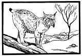 Coloring Pages Lynx Big Cat Cats sketch template