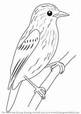 Xenops Songbird Drawingtutorials101 Alchetron sketch template