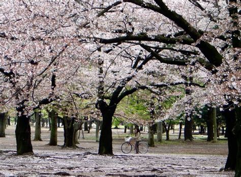 Gambar Gambar Bunga Sakura Yang Indah Dan Cantik Gambat