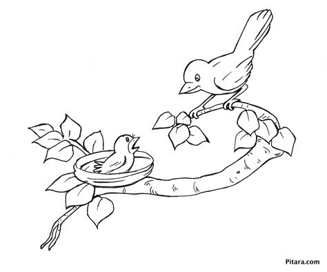 mother baby bird coloring page pitara kids network