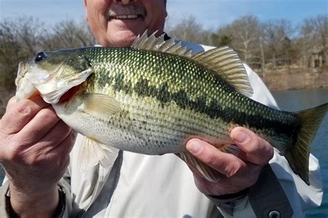 Types Of Bass In North America A Simple Guide Updated 2023