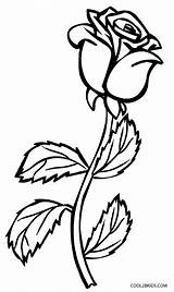 Coloring Pages Rose Roses Printable Kids Cool2bkids sketch template