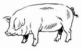 Cochon Animaux Coloriages Imprimer Pork sketch template