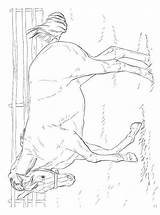 Paarden Kleurplatenenzo Paard Pferde Persoonlijke Maak Stemmen Erstellen Kalender sketch template
