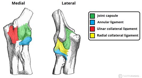 elbow joint structure movement teachmeanatomy