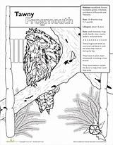 Frogmouth Tawny Designlooter Zoo sketch template