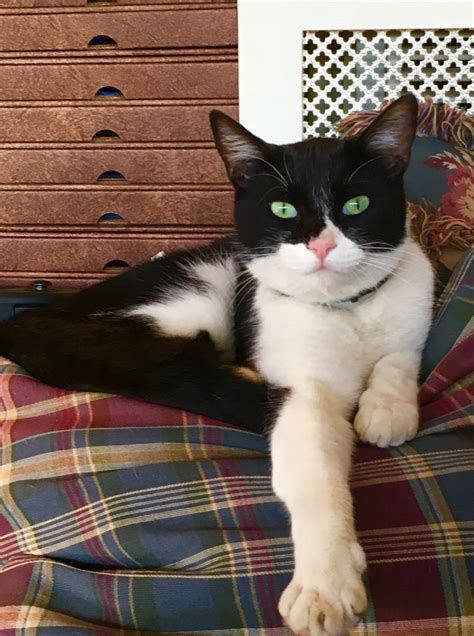 missing tuxedo cat lost cat ventura county