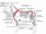 Anatomie Muskulatur Muskeln Rhomboideus Hals Pferdes Breiter Werden Hebt Schulterblatt sketch template