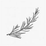 Logo Illustration Rosemary Vector Drawing Freepik Plant Hand Clip Inspiration Premium Alecrim Drawn Herb Tattoo sketch template