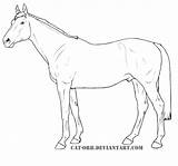 Thoroughbred Coloring Pages Printable Horse Lineart Horses Categories Orb Cat sketch template