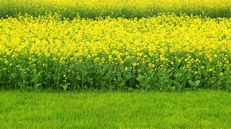 mustard flowers spreading colours  winter  chuadanga bangladesh post