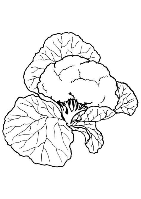 coloring pages cauliflower coloring page