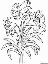 Flowers Plants Coloring Lily Pages Flower sketch template