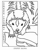 Possum Skunk Opossum Stinktiere Colocolo Getcolorings Monito Popular sketch template
