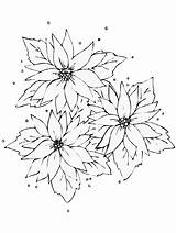 Poinsettia Coloring Pages Popular Book sketch template