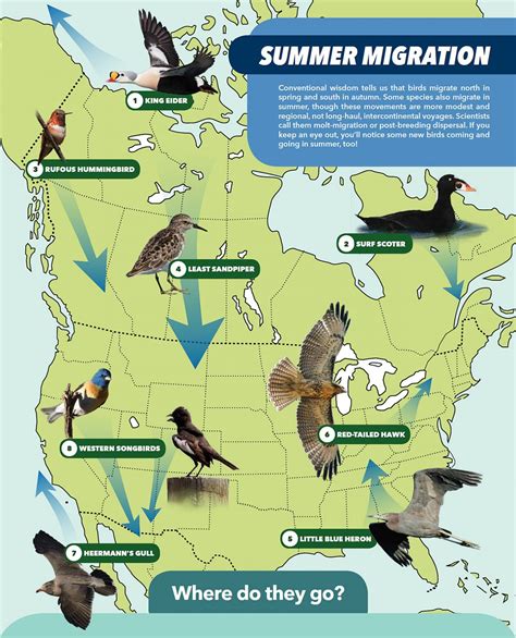 unexpected migration routes give  reason   birding