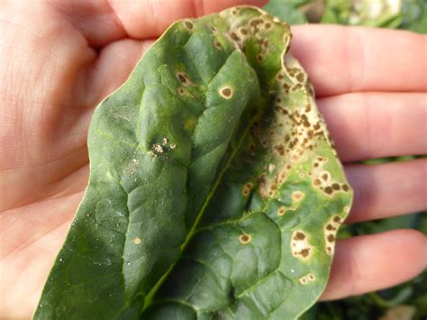 Vegetable Cercospora Leaf Spot Of Swiss Chard Beets And