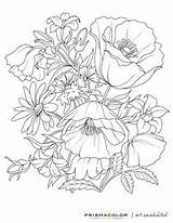 Coloring Pages Adult Flower Adults Drawing Printable Flowers Colouring Beautiful Realistic Sheets Printables Book Line Rose Books Color Pretty Designs sketch template