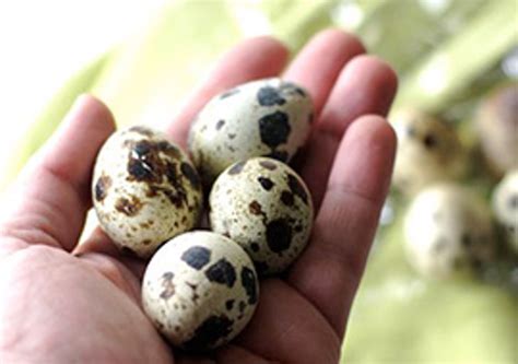 What Are Some Awesome Ways To Use Quail Eggs Quail Eggs Cooking