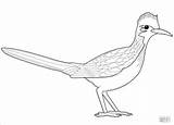 Roadrunner Birds Coloringbay Kalifornijska Drukuj sketch template