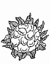 Cauliflower Chou Blumenkohl Cavolfiore Vegetable Dltk Twistynoodle Gemuese Printmania Kobis sketch template