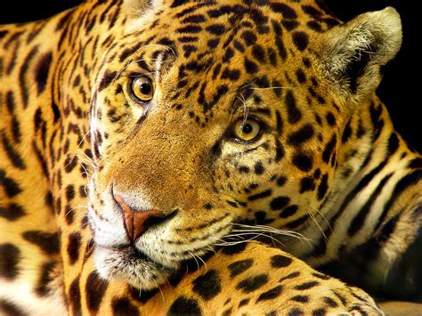 jaguars flickr