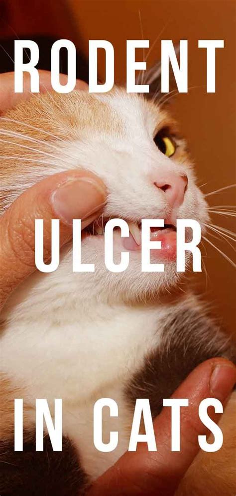 Rodent Ulcer Cat Mouth Ulcers And What To Do About Them Mouth