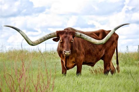 texas longhorns  wallpaper