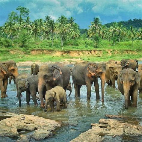 Pinnawala Elephant Orphanage Sri Lanka Pinnawala Which