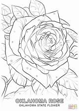 Coloring State Flower Oklahoma Pages Rose Drawing Indiana Printable Flag Sheets Template Getdrawings Choose Board sketch template