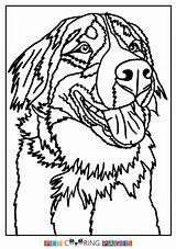 Bernese Sennenhund Berner Makers Pblog sketch template