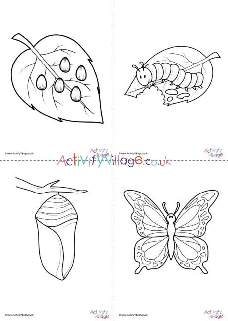 butterfly life cycle colouring pages set