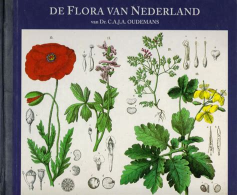 de belezen kater de flora van nederland