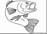 Trout Rainbow Coloring Pages Fish Remarkable Color Getcolorings Printable Getdrawings sketch template