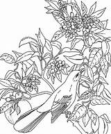 Coloring Pages Tropical Rainforest Mockingbird Amazon Plants Cute Jungle Leaves Puppy Florida Flower Printable State Bird Hawaiian Sheets Girls Tree sketch template