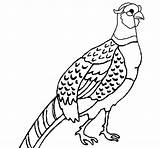 Pheasant Coloring Coloringcrew Colored Yuan Pages Book Colorear Animals Print Painted Getcolorings sketch template
