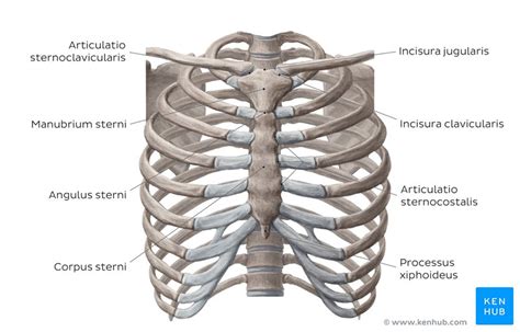 thorax aufbau organe strukturen gefaesse kenhub