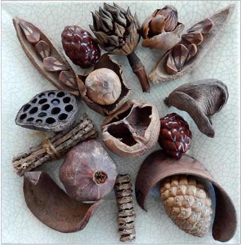 seed pods art dry plants organic form nature crafts natural forms