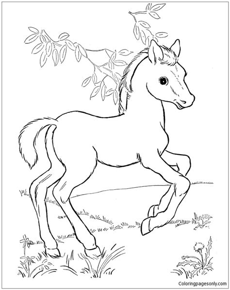 baby horse coloring pages horse coloring pages coloring pages